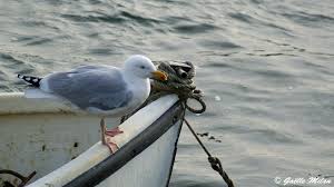 Barnacle-Studded Buoy, Seattle WA, Aug&nbsp;’20